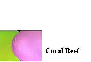 Coral Reef - Dichroic
