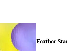 Feather Star - Dichroic